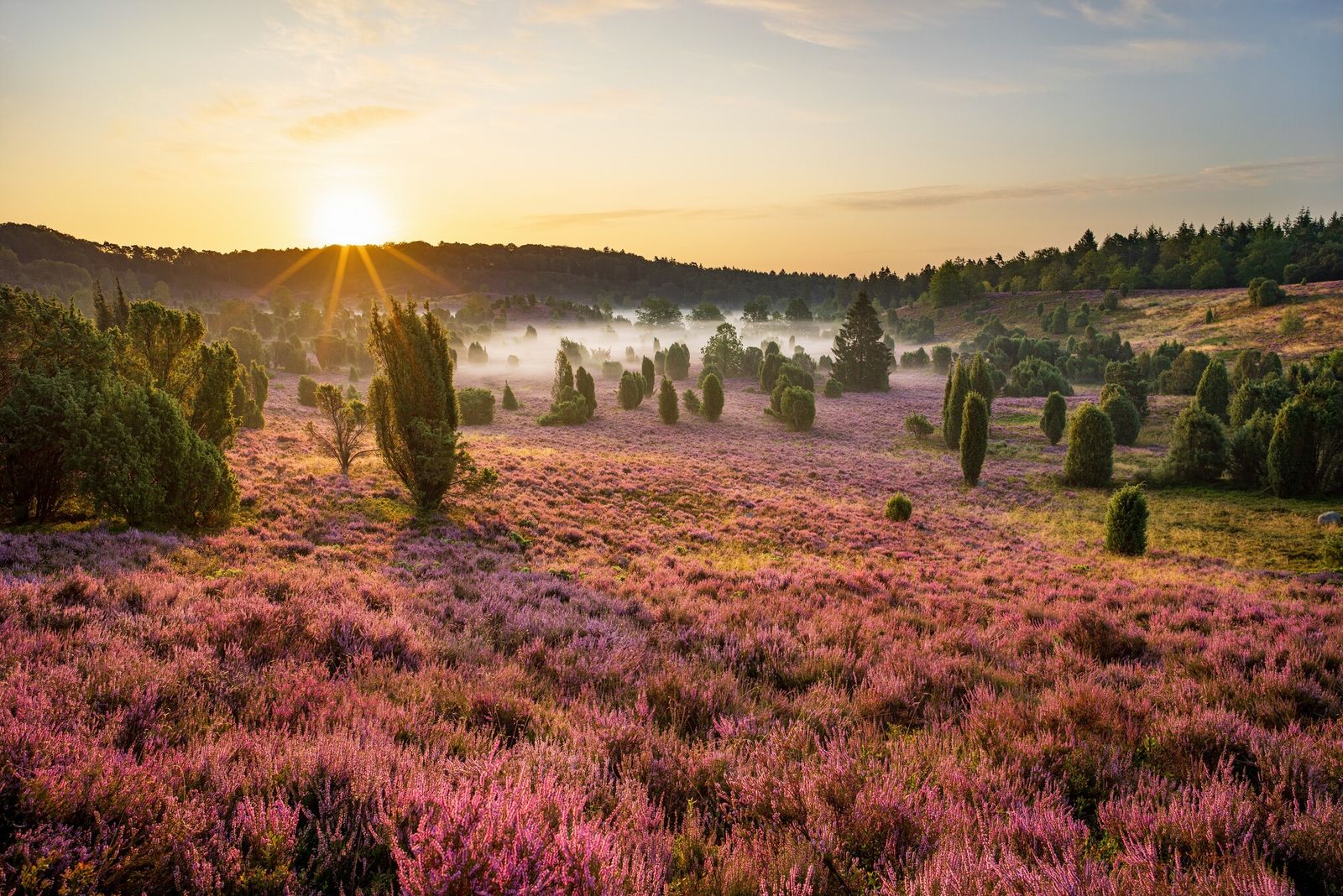 Die schönsten Wanderwege in der Lüneburger Heide