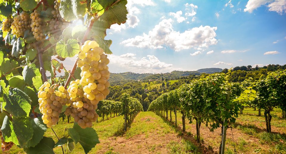 Zum „Tag des Weins“ am 25. Mai:
Die beliebtesten deutschen Weinbaugemeinden zum Urlauben