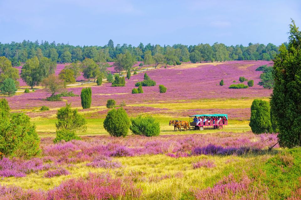 Die schönsten Wanderwege in der Lüneburger Heide